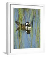 Hooded Merganser, Lophodytes Cucullatus, Viera Wetlands, Florida, Usa-Maresa Pryor-Framed Photographic Print