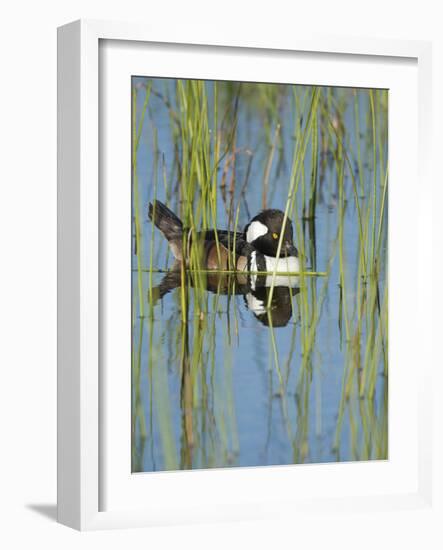 Hooded Merganser, Lophodytes Cucullatus, Viera Wetlands, Florida, Usa-Maresa Pryor-Framed Photographic Print