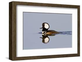 Hooded Merganser Male in Wetland, Marion, Illinois, Usa-Richard ans Susan Day-Framed Photographic Print