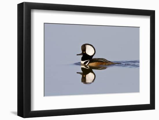 Hooded Merganser Male in Wetland, Marion, Illinois, Usa-Richard ans Susan Day-Framed Photographic Print