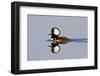 Hooded Merganser Male in Wetland, Marion, Illinois, Usa-Richard ans Susan Day-Framed Photographic Print