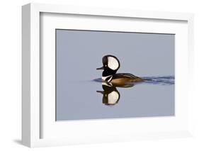 Hooded Merganser Male in Wetland, Marion, Illinois, Usa-Richard ans Susan Day-Framed Photographic Print