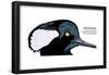 Hooded Merganser (Mergus Cucullatus), Birds-Encyclopaedia Britannica-Framed Poster