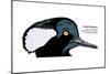 Hooded Merganser (Mergus Cucullatus), Birds-Encyclopaedia Britannica-Mounted Poster