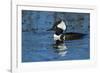 Hooded Merganser Showing Crest, Viera Wetlands, Florida-Maresa Pryor-Framed Photographic Print