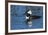 Hooded Merganser Showing Crest, Viera Wetlands, Florida-Maresa Pryor-Framed Photographic Print