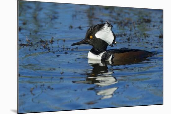 Hooded Merganser Showing Crest, Viera Wetlands, Florida-Maresa Pryor-Mounted Photographic Print