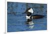 Hooded Merganser Showing Crest, Viera Wetlands, Florida-Maresa Pryor-Framed Photographic Print