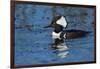 Hooded Merganser Showing Crest, Viera Wetlands, Florida-Maresa Pryor-Framed Photographic Print