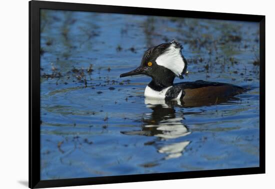 Hooded Merganser Showing Crest, Viera Wetlands, Florida-Maresa Pryor-Framed Photographic Print