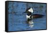 Hooded Merganser Showing Crest, Viera Wetlands, Florida-Maresa Pryor-Framed Stretched Canvas