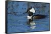 Hooded Merganser Showing Crest, Viera Wetlands, Florida-Maresa Pryor-Framed Stretched Canvas