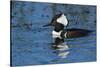 Hooded Merganser Showing Crest, Viera Wetlands, Florida-Maresa Pryor-Stretched Canvas