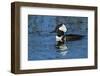 Hooded Merganser Showing Crest, Viera Wetlands, Florida-Maresa Pryor-Framed Photographic Print
