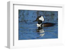 Hooded Merganser Showing Crest, Viera Wetlands, Florida-Maresa Pryor-Framed Photographic Print