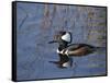 Hooded Merganser, Viera Wetlands, Florida, Usa-Maresa Pryor-Framed Stretched Canvas