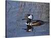 Hooded Merganser, Viera Wetlands, Florida, Usa-Maresa Pryor-Stretched Canvas