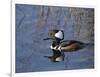 Hooded Merganser, Viera Wetlands, Florida, Usa-Maresa Pryor-Framed Photographic Print