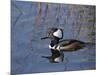 Hooded Merganser, Viera Wetlands, Florida, Usa-Maresa Pryor-Mounted Photographic Print