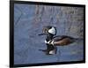 Hooded Merganser, Viera Wetlands, Florida, Usa-Maresa Pryor-Framed Photographic Print