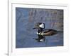 Hooded Merganser, Viera Wetlands, Florida, Usa-Maresa Pryor-Framed Photographic Print