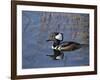 Hooded Merganser, Viera Wetlands, Florida, Usa-Maresa Pryor-Framed Photographic Print