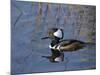 Hooded Merganser, Viera Wetlands, Florida, Usa-Maresa Pryor-Mounted Photographic Print