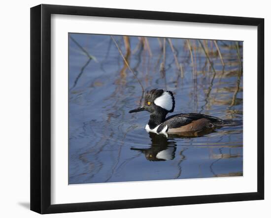 Hooded Merganser, Viera Wetlands, Florida, Usa-Maresa Pryor-Framed Photographic Print