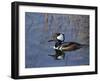 Hooded Merganser, Viera Wetlands, Florida, Usa-Maresa Pryor-Framed Photographic Print