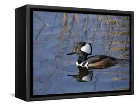 Hooded Merganser, Viera Wetlands, Florida, Usa-Maresa Pryor-Framed Stretched Canvas