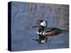 Hooded Merganser, Viera Wetlands, Florida, Usa-Maresa Pryor-Stretched Canvas