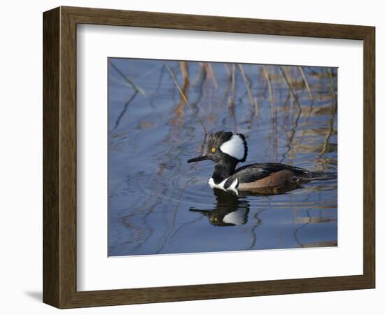 Hooded Merganser, Viera Wetlands, Florida, Usa-Maresa Pryor-Framed Photographic Print