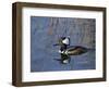 Hooded Merganser, Viera Wetlands, Florida, Usa-Maresa Pryor-Framed Photographic Print