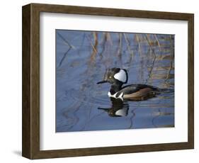 Hooded Merganser, Viera Wetlands, Florida, Usa-Maresa Pryor-Framed Photographic Print