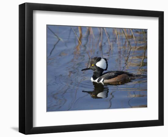 Hooded Merganser, Viera Wetlands, Florida, Usa-Maresa Pryor-Framed Photographic Print