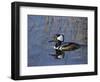 Hooded Merganser, Viera Wetlands, Florida, Usa-Maresa Pryor-Framed Photographic Print