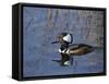 Hooded Merganser, Viera Wetlands, Florida, Usa-Maresa Pryor-Framed Stretched Canvas