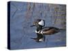 Hooded Merganser, Viera Wetlands, Florida, Usa-Maresa Pryor-Stretched Canvas