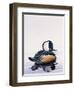 Hooded Merganser-Harro Maass-Framed Giclee Print