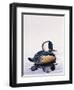 Hooded Merganser-Harro Maass-Framed Giclee Print