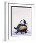 Hooded Merganser-Harro Maass-Framed Giclee Print