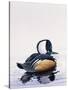 Hooded Merganser-Harro Maass-Stretched Canvas