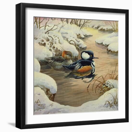 Hooded Mergansers on a Pool-Carl Donner-Framed Giclee Print