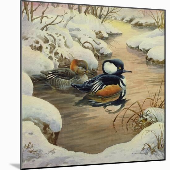 Hooded Mergansers on a Pool-Carl Donner-Mounted Giclee Print