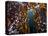 Hooded nudibranchs clinging to Bull Kelp, BC, Canada-David Hall-Stretched Canvas