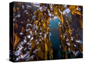 Hooded nudibranchs clinging to Bull Kelp, BC, Canada-David Hall-Stretched Canvas