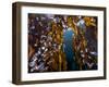 Hooded nudibranchs clinging to Bull Kelp, BC, Canada-David Hall-Framed Photographic Print