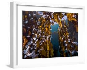 Hooded nudibranchs clinging to Bull Kelp, BC, Canada-David Hall-Framed Photographic Print