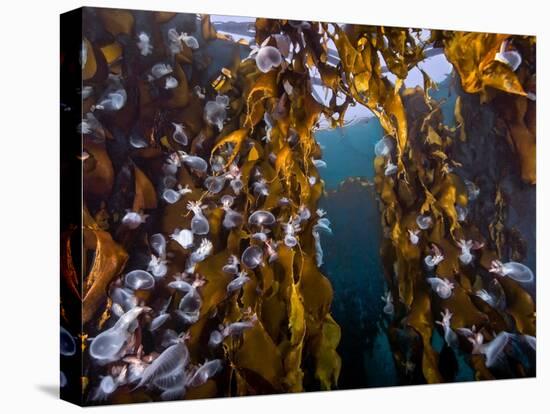 Hooded nudibranchs clinging to Bull Kelp, BC, Canada-David Hall-Stretched Canvas