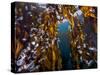 Hooded nudibranchs clinging to Bull Kelp, BC, Canada-David Hall-Stretched Canvas